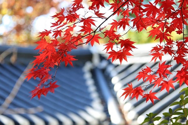 check-and-repair-roof-before-winter