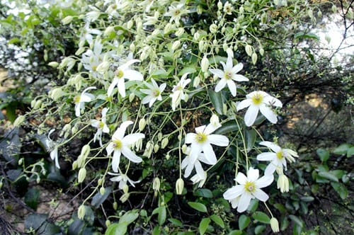 clematis-puawananga