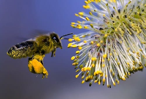 common-nz-allergy-relief-medicine