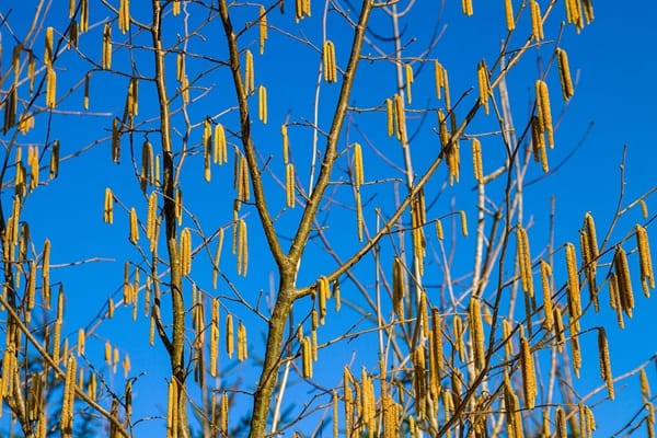 corylus(hazelnut-tree)