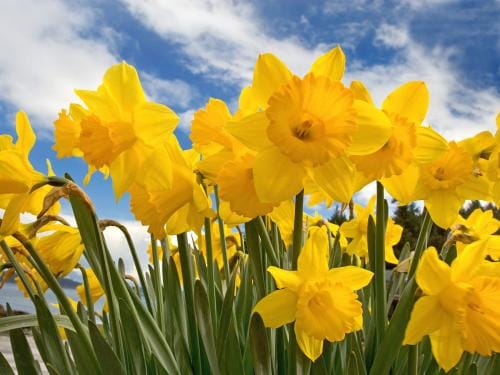 daffodil-day-new-zealand