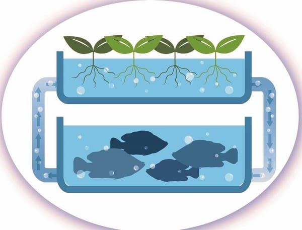 domestic-aquaponics