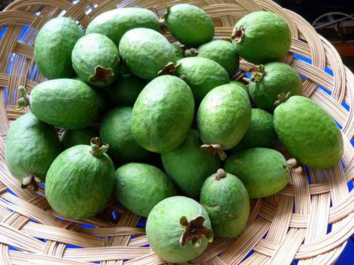 feijoa