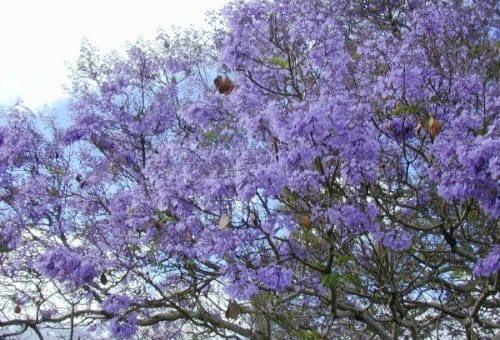 foxglove-tree