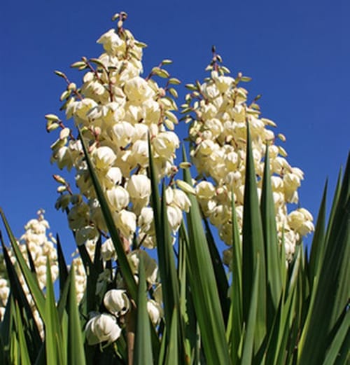 garden-plant-yucca-flower