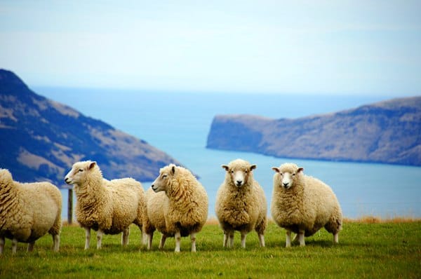 get-new-zealand-citizenship