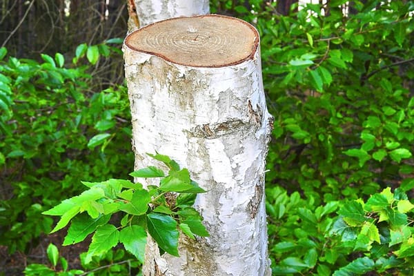 how-judge-will-decide-to-trim-or-remove-trees