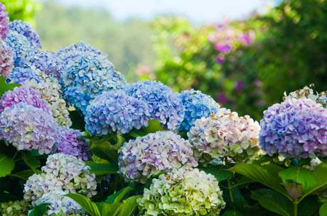 hydrangea