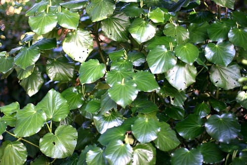 kawakawa