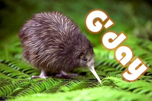 kiwi-gday