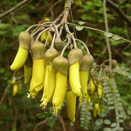 kowhai