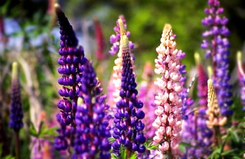 lake-tekapo-lupins-best-season