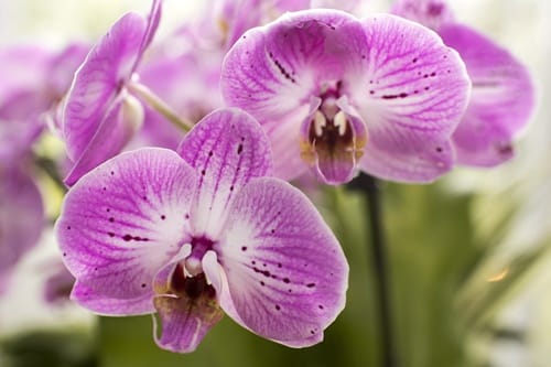 moth-orchid