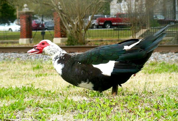 Muscovy duck