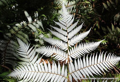 national-flower-silver-fern