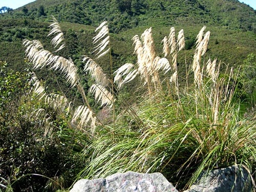 native-grass-toetoe