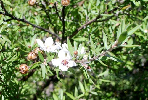 native-plant-manuka