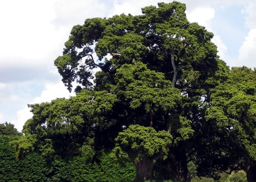 native-plant-totara