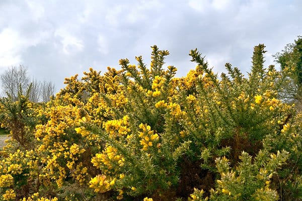natural-ways-to-get-rid-of-gorse