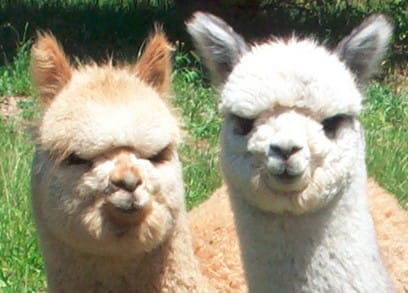 new-zealand-alpaca