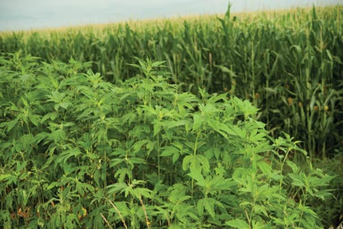 new-zealand-common-ragweed