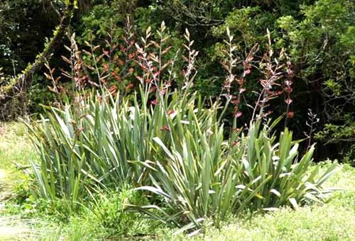 new-zealand-flax