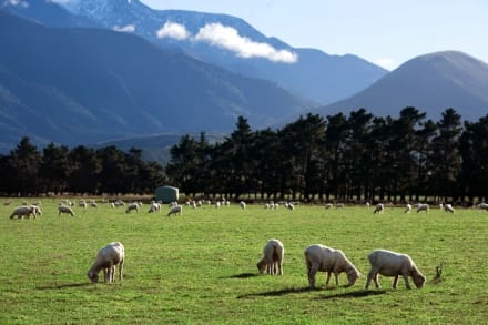 new-zealand-knowledge