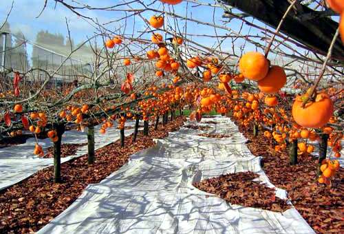 new-zealand-persimmon