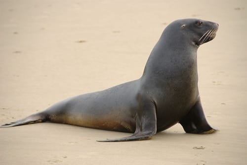 new-zealand-sea-lion