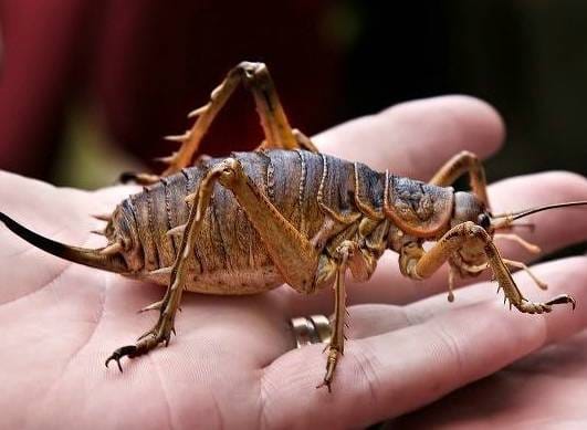 new-zealand-weta