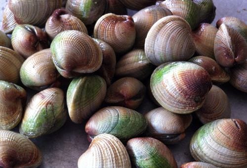 nz-cockle