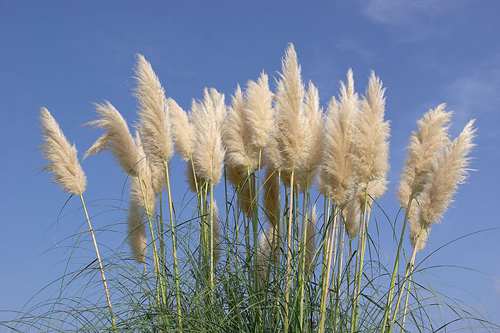 pampas-grass