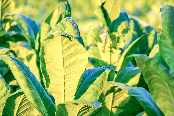 personal-using-tobacco-leaf