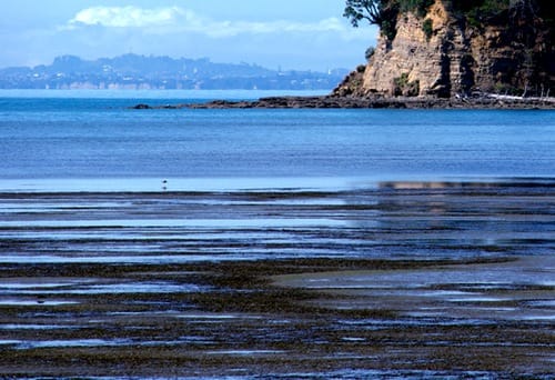 pick-cockle-at-okoromai-bay