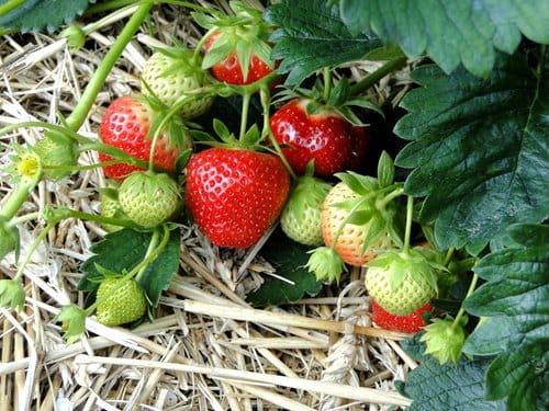 plant-strawberry-in-your-home