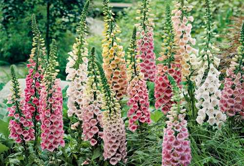 poisonous-plant-foxglove