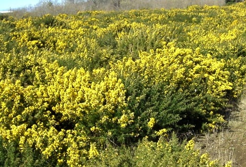 pollen-gorse