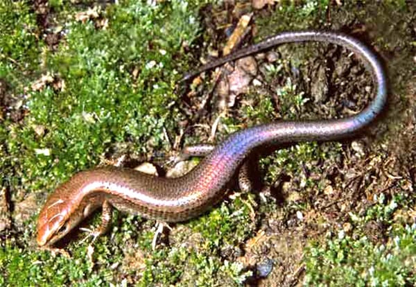 rainbow-skink