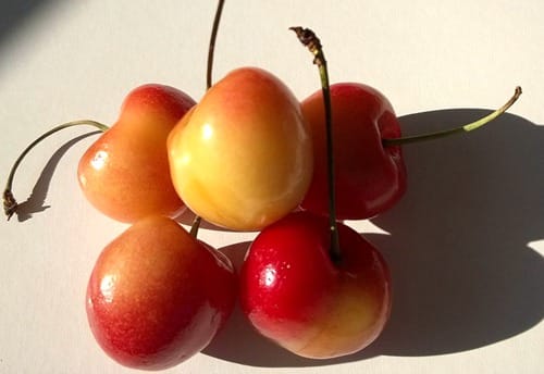 rainier-cherry