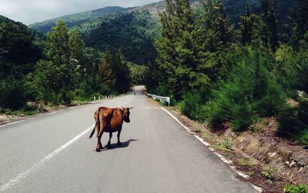 report-wandering-animal-to-111-on-open-road