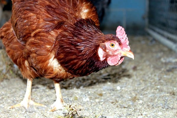 requirements-for-keeping-poultry-in-auckland