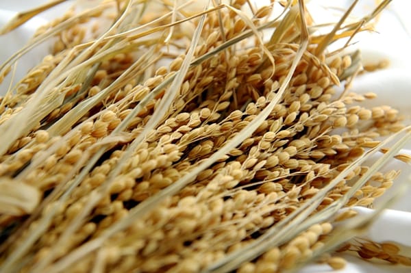 rice-grain-not-commercial-cultivation-in-nz