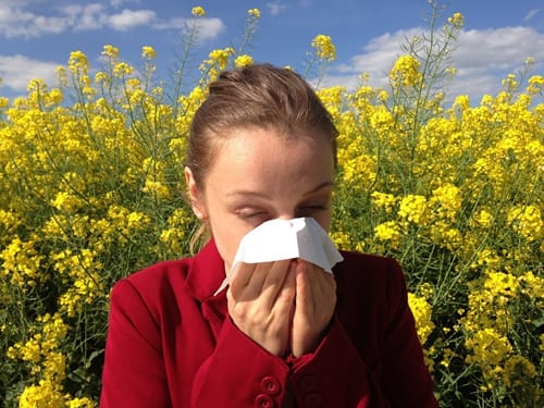 rye-grass-pollen-causes-your-allergy