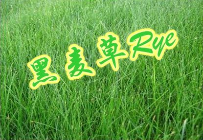 ryegrass