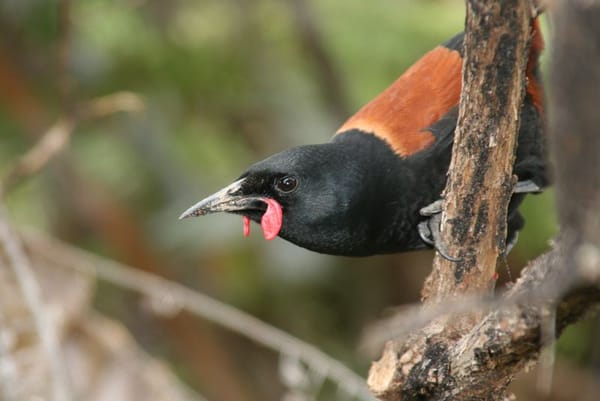 saddleback-tieke