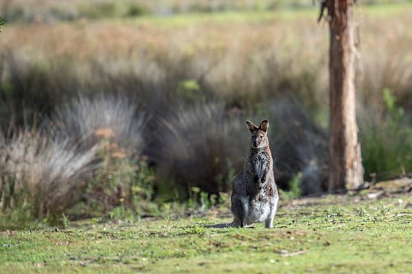 south-australia-goes-into-lockdown-20210720