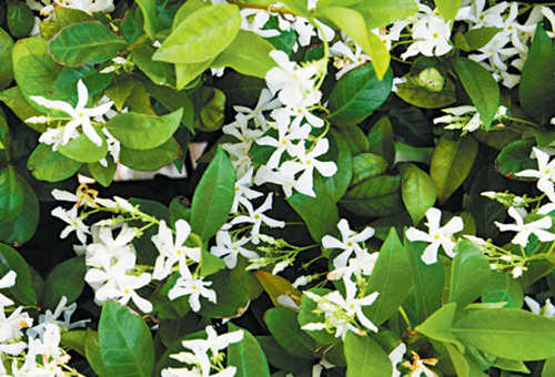 star-jasmine