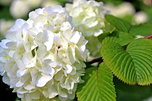 trim-your-hydrangeas-for-next-year