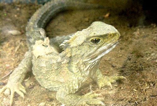 tuatara