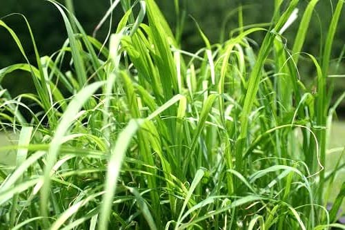 use-lemon-grass-to-repel-mosquitoes